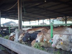 Penuhi Kebutuhan Iduladha 1447 H, Perumda Dharma Jaya Targetkan Penyediaan 900 Ekor Sapi